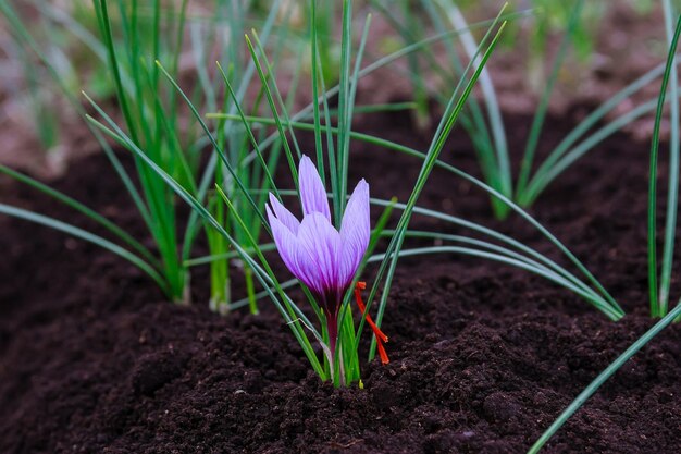 Foto separación de las hebras de azafrán del resto de la flor