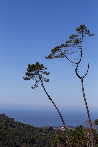 Separe as árvores contra o céu durante o crepúsculo azul