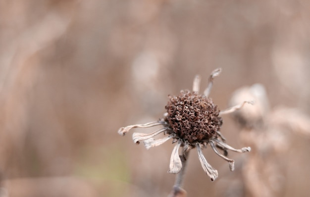 Seque a flor selvagem desvanecida no campo do inverno.