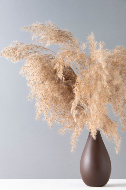 Foto seque a grama fofa dos pampas em um vaso sobre um fundo cinza.