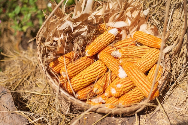 Foto seque los granos de la vaina en la cesta de bambú.