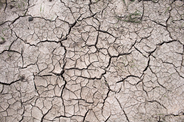 Sequía en los campos de arroz, concepto de sequía.