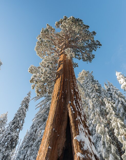 Sequoia gigante árvores na floresta inverno