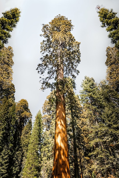 Foto sequóia gigante no parque nacional kings canyon, califórnia