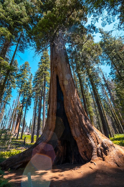 Una Sequoia gigante con una puerta de historia en el Parque Nacional Sequoia de California