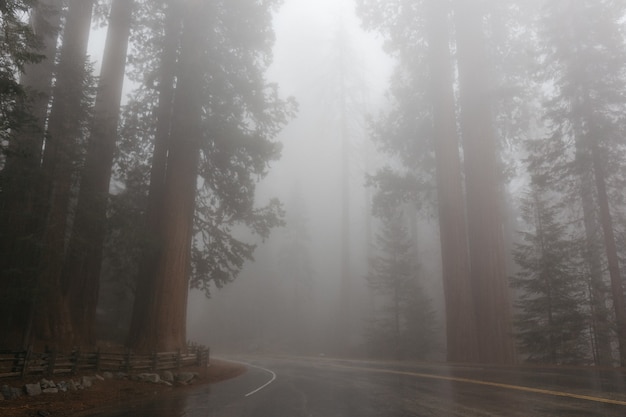 Sequoia National Park, Kalifornien, USA