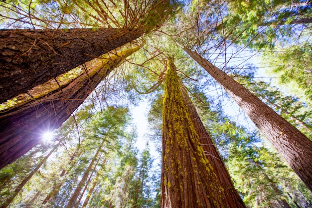 Sequoias en California vista desde abajo