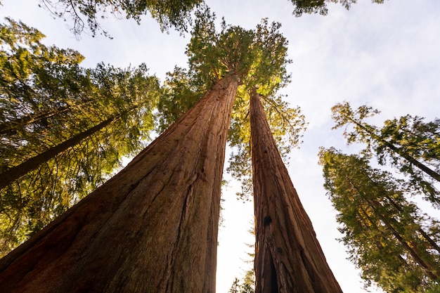 Sequoias im Sequoia National Park, Kalifornien, Vereinigte Staaten.