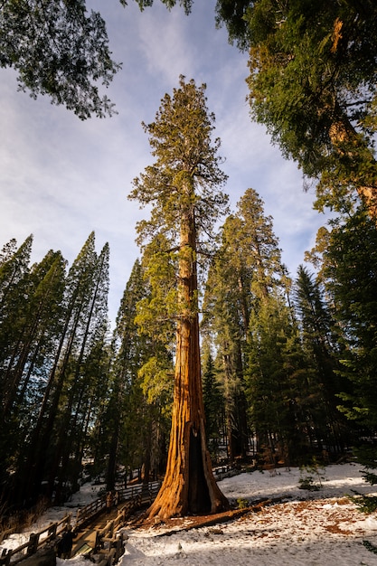 Sequoias im Sequoia-Nationalpark, Kalifornien