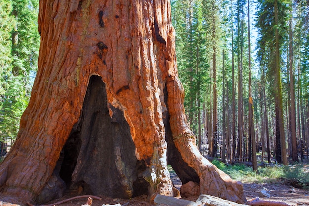 Sequóias no bosque de Mariposa no Parque Nacional de Yosemite