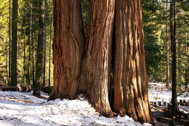 Sequóias no Parque Nacional Sequoia, Califórnia