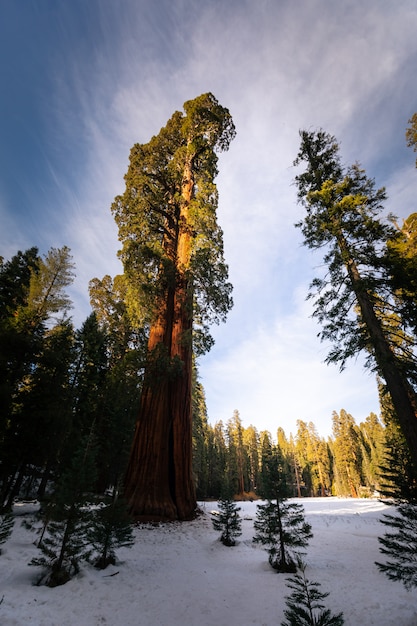 Sequóias no Parque Nacional Sequoia, Califórnia