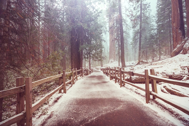 Sequoias Wald in der Sommersaison