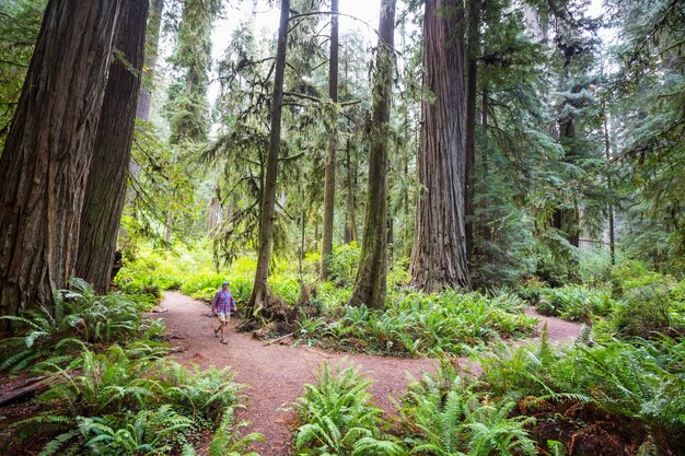 Sequoias Wald in der Sommersaison