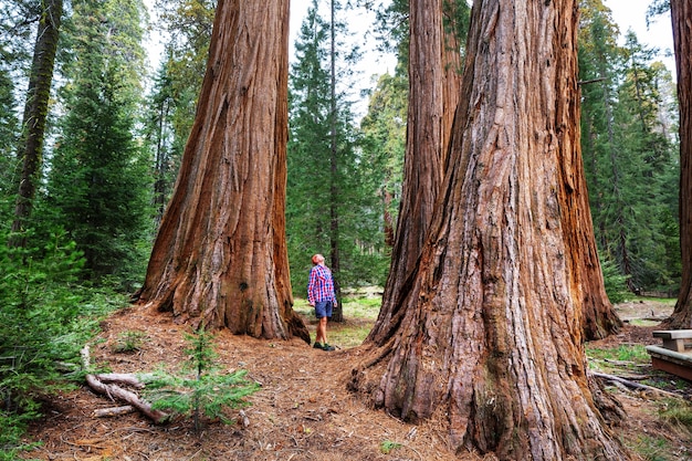 Sequoias Wald in der Sommersaison