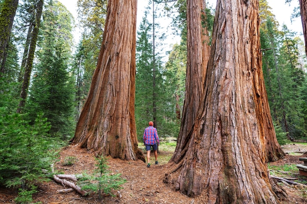 Sequoias Wald in der Sommersaison