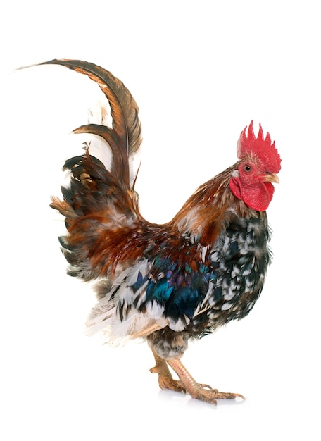 serama rooster