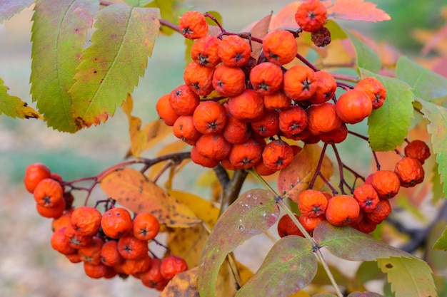 Serbal de otoño con primer plano de frutos rojos secos. Enfoque selectivo. Paisaje otoñal.