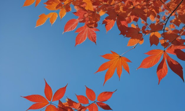 una serena escena de otoño con una sola hoja contra un claro cielo azul