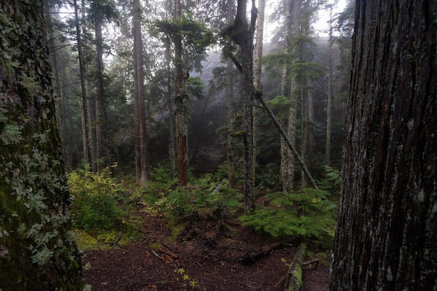 Serena vista del bosque en un sendero hacia Chief Mountain Peak