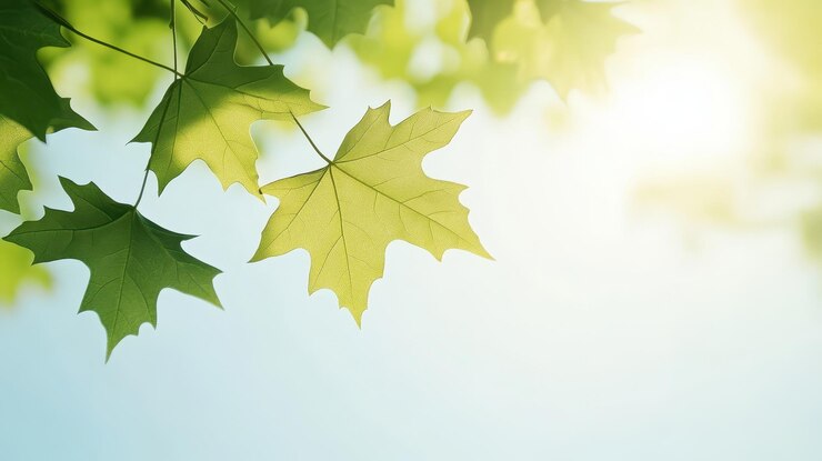 Serenas hojas verdes bajo un cielo azul claro Naturalezas tranquilas belleza