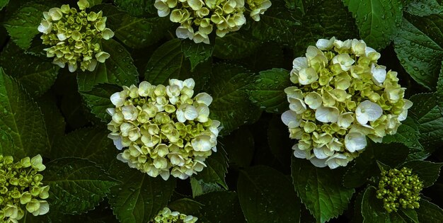 Foto serenata de papel melodías de arte creadas en hojas delicadas