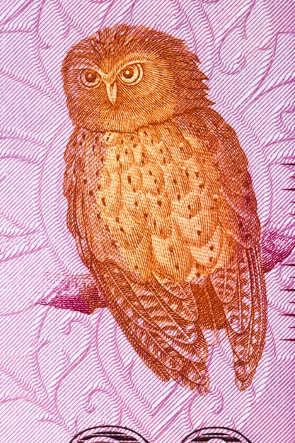 Serendib scops owl un retrato de dinero de Sri Lanka