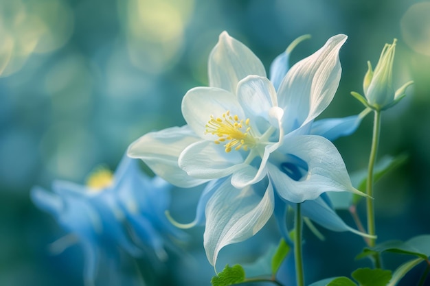 Serene White Columbine Flower Flowering na Primavera com um belo softfocused verde botânico