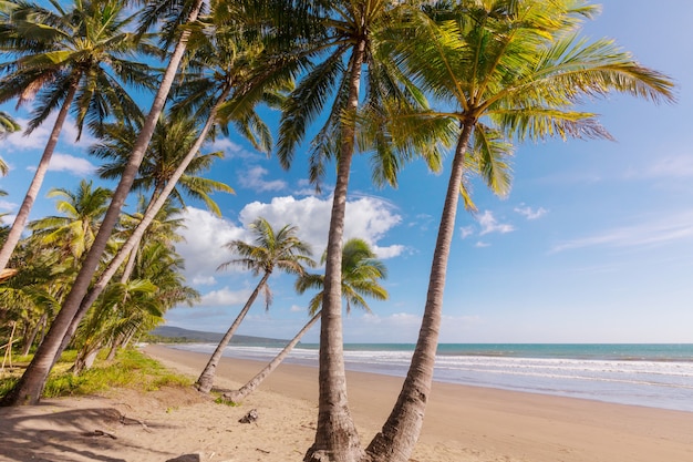 Serenidade na praia tropical