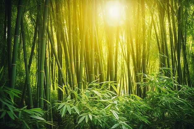 Sereno bosque de bambú con luz solar filtrada
