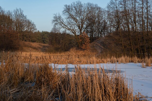 Sereno paisaje invernal con un lago congelado rodeado de juncos altos