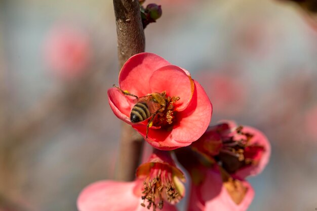 Série de flores da primavera, flores vermelhas nos ramos floração chaenomeles speciosa (flores de marmelo chinês)
