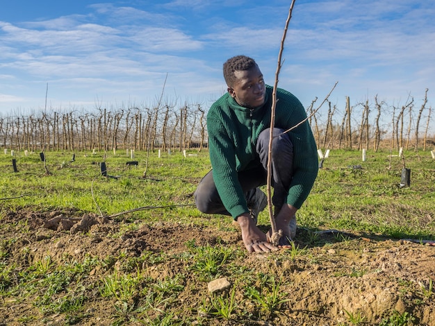 Série de um agricultor africano plantando árvores frutíferas em um dia ensolarado de inverno. Conceito de agricultura.