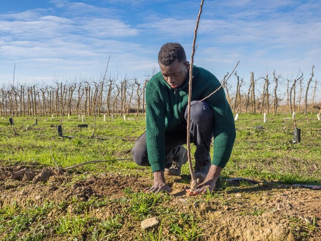 Série de um agricultor africano plantando árvores frutíferas em um dia ensolarado de inverno. conceito de agricultura.