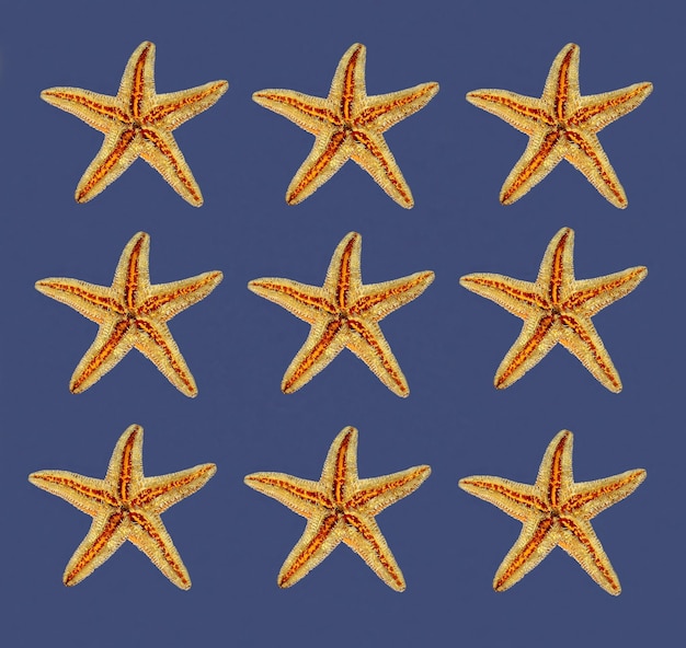 Una serie de estrellas de mar sobre un fondo azul.