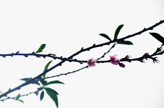 Serie de flores de primavera hermosa flor de cerezo o flor de sakura y árbol de planta de hoja verde en la selva tropical fresca de la cascada de Chet Sao Noi y el parque nacional forestal en Saraburi Tailandia