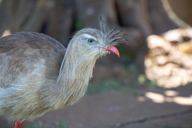 Foto seriema cariama cristata