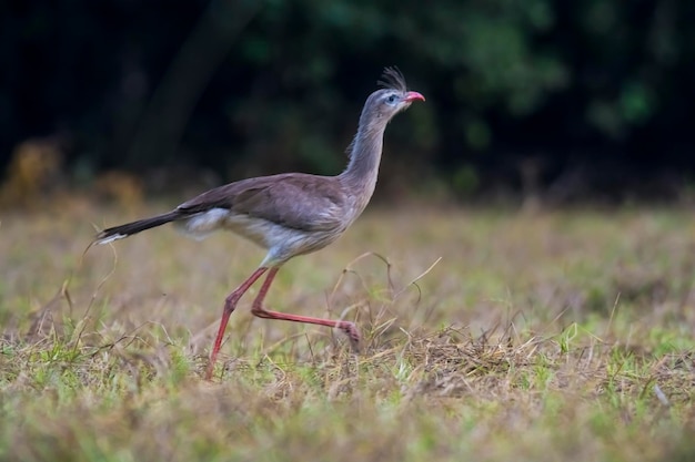 Seriema Pantanal Brasil de patas vermelhas