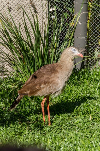 Seriema, typischer Vogel der brasilianischen Cerrados im Freien