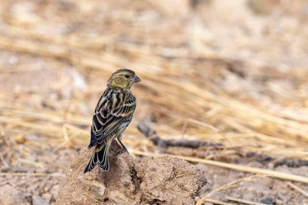 Serin europeo (Serinus serinus) Málaga, España