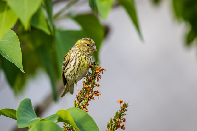 Foto serin europeo en syringa