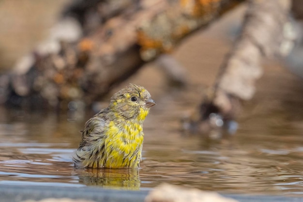 Serin europeu (Serinus serinus) Málaga, Espanha