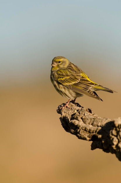 Serin (Serinus serinus) posado en una rama, Alicante, España