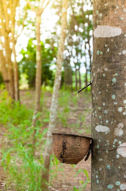 Seringueira e tigela cheia de látex látex natural pingando de uma seringueira em uma plantação de seringueiras