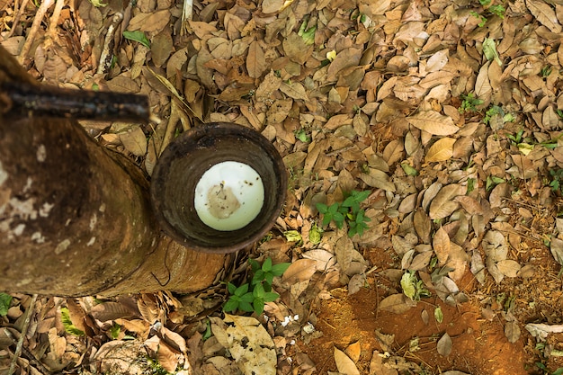 Seringueira, plantação de borracha. Linha de belas árvores de seringueira