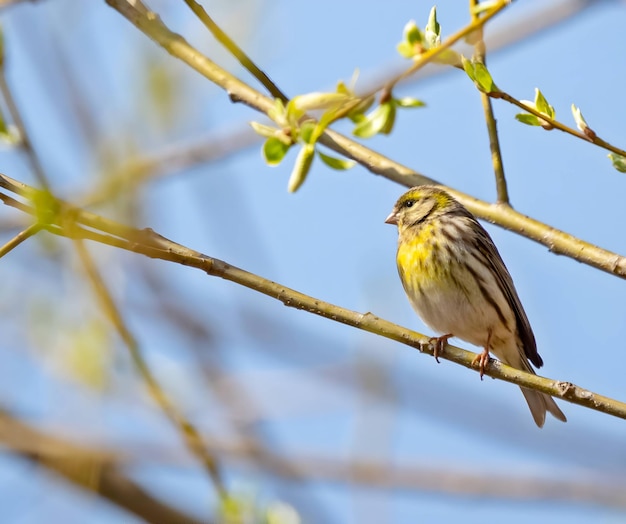 Serino europeo en una rama de un árbol