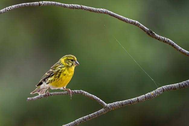 Serinus serinus Der Grünspan oder Serin ist eine Sperlingsvogelart aus der Familie der Fringillidae