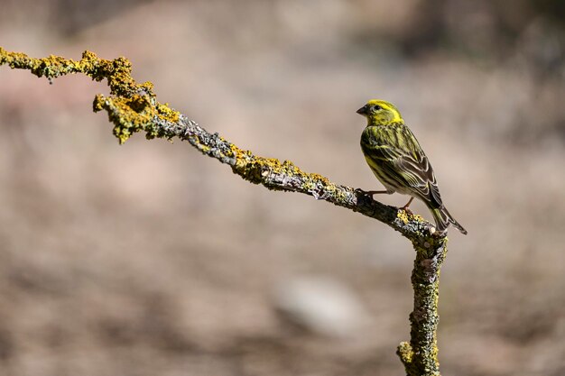 Serinus serinus el verdigris o serin es una especie de ave paseriforme de la familia fringillidae