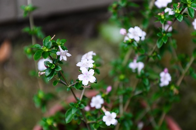 Serissa japonesa en el jardín