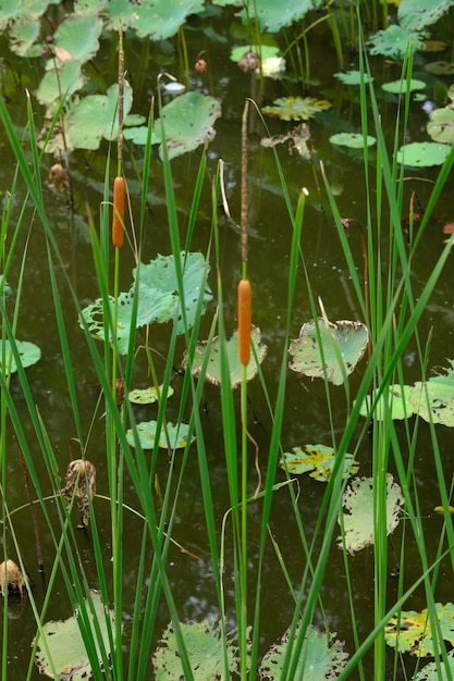 Foto seroja oder lotus (nelumbo nucifera gaertn.) ist eine einjährige wasserpflanze der gattung nelumbo